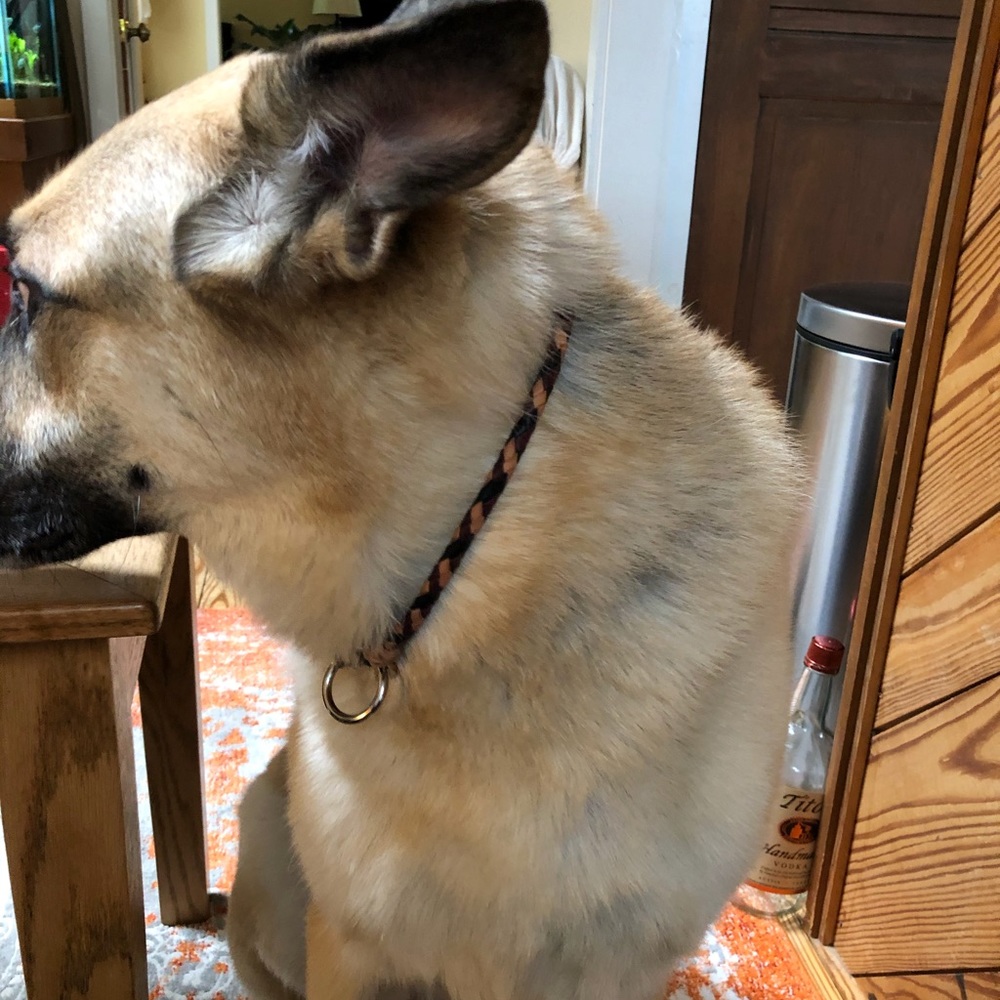 Hand braided, three color, cored collar.